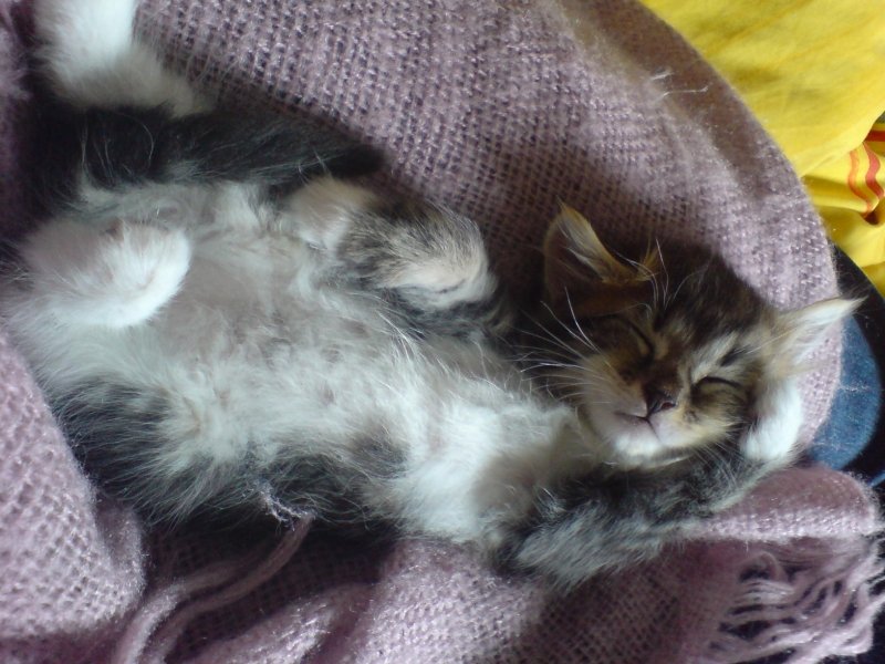 ŚPIE I O MYSZKACH ŚNIE...